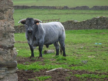 raza bovina morucha