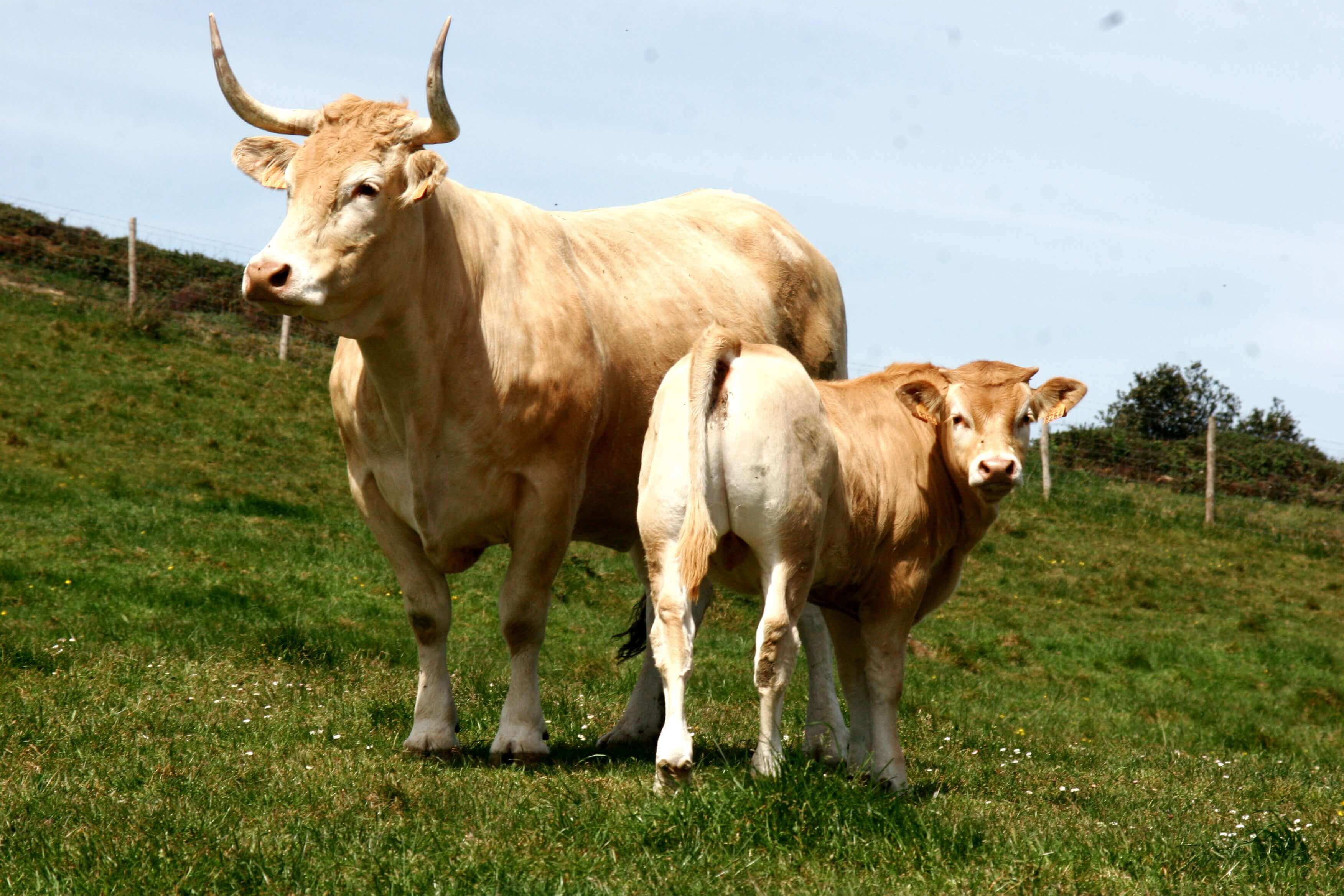 raza bovina pirenaica