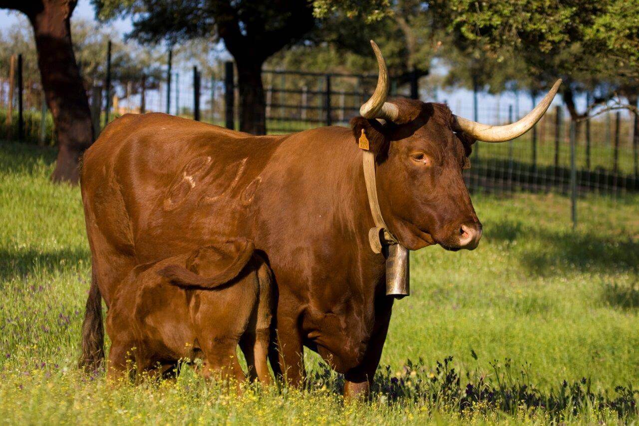 raza bovina retinta