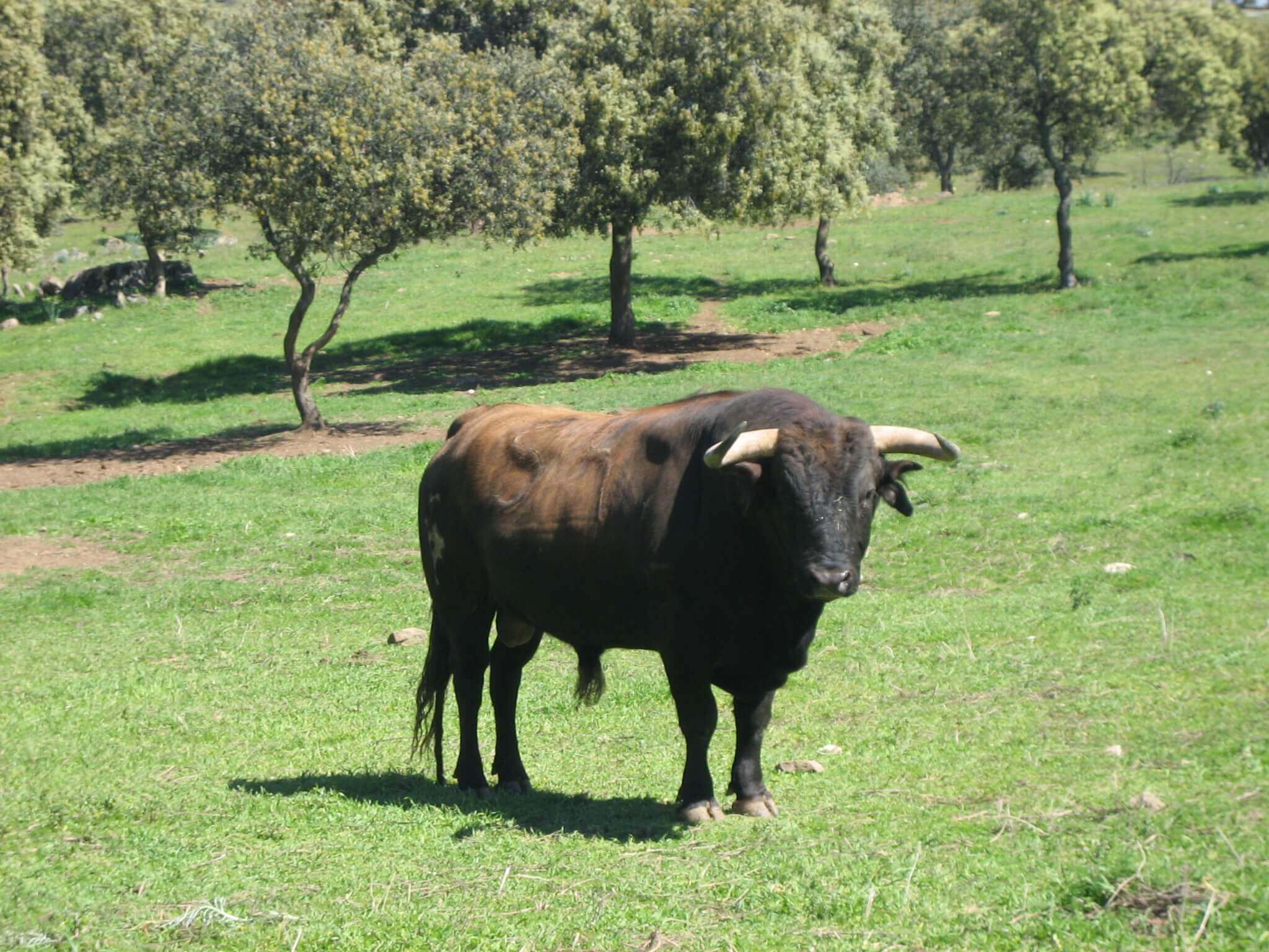 raza bovina toro de lidia