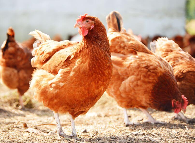 Enfermedades de las gallinas: Cuáles son y cómo prevenirlas | Zotal