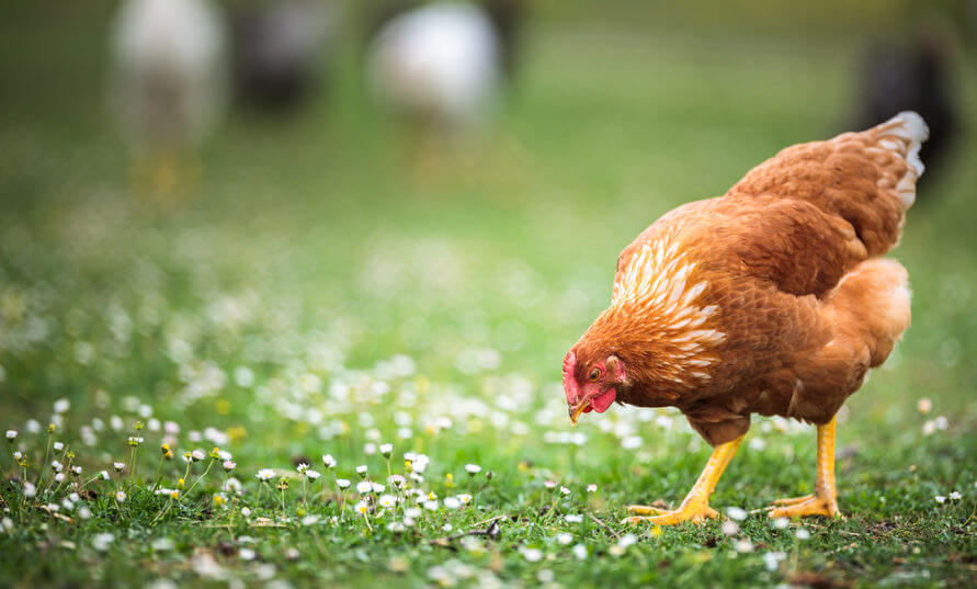 Enfermedades de las gallinas: Cuáles son y cómo prevenirlas - Zotal