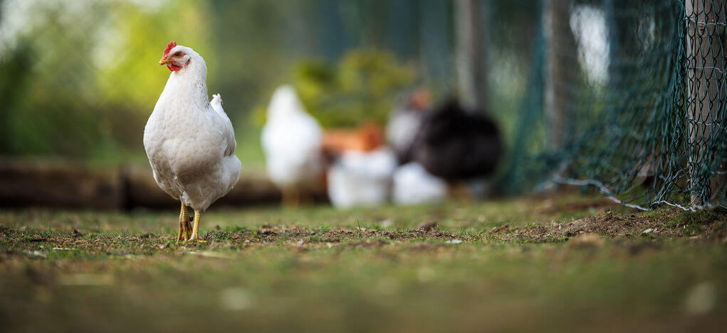 explotación avícola ecológica