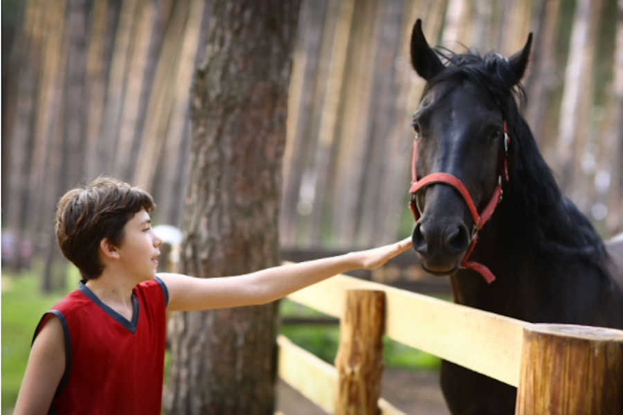 tipos de equinoterapia