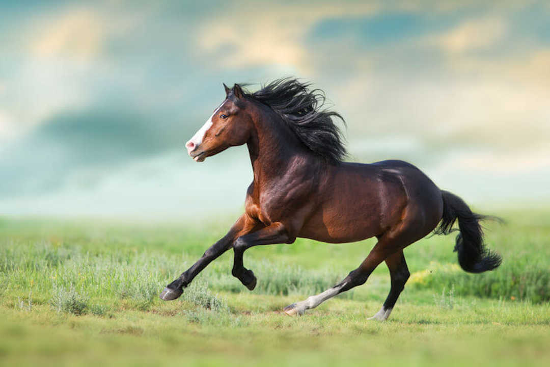 caballo con influenza equina