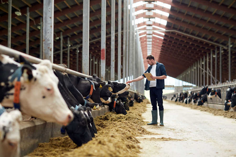 como desinfectar una explotacion bovina de leche