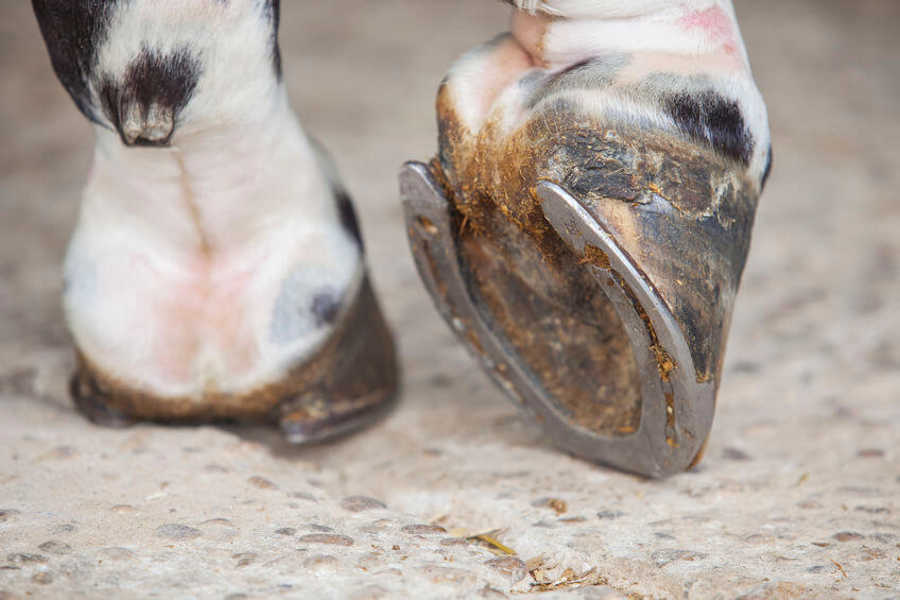 pezunas sarna en caballos