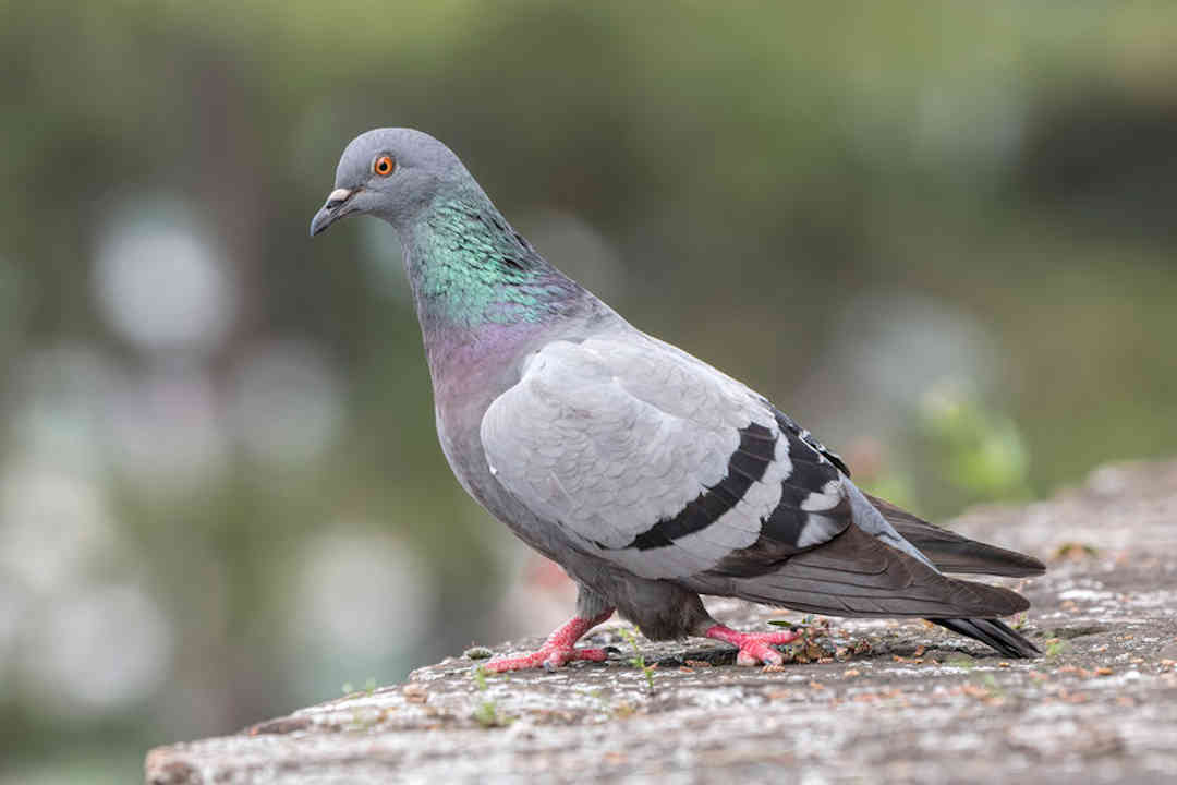 enfermedades que transmiten las palomas