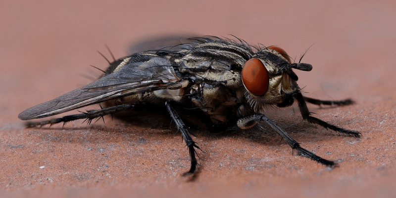 Como eliminar plagas de moscas