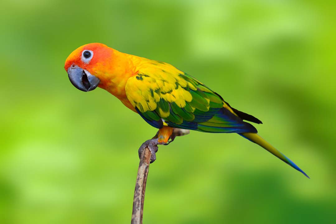 aves como mascotas