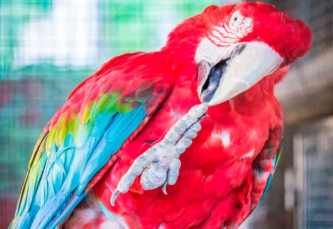 jaula loro