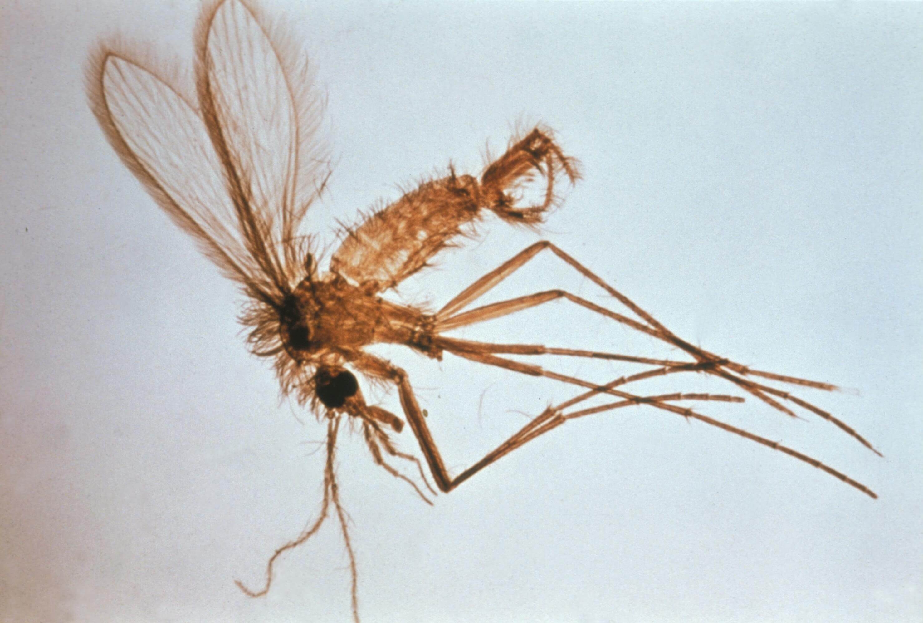 LeishmAniasis en perros