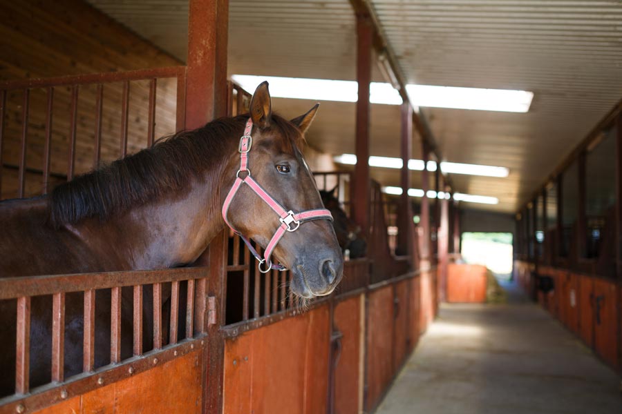 limpieza cuadra caballos