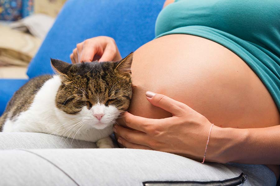 Riesgos para la salud de no limpiar bien el arenero de tu gato