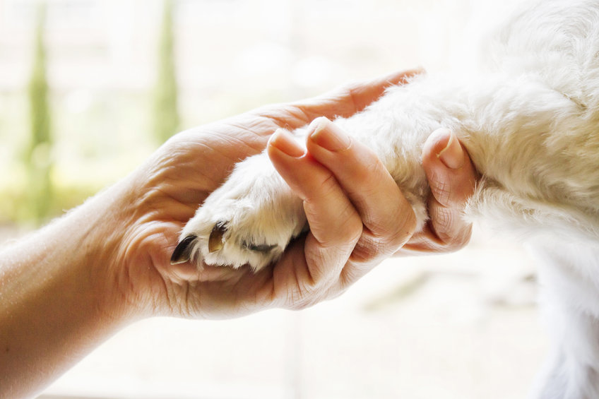 zoonosis en humanos