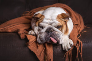 enfermedades-de-perros