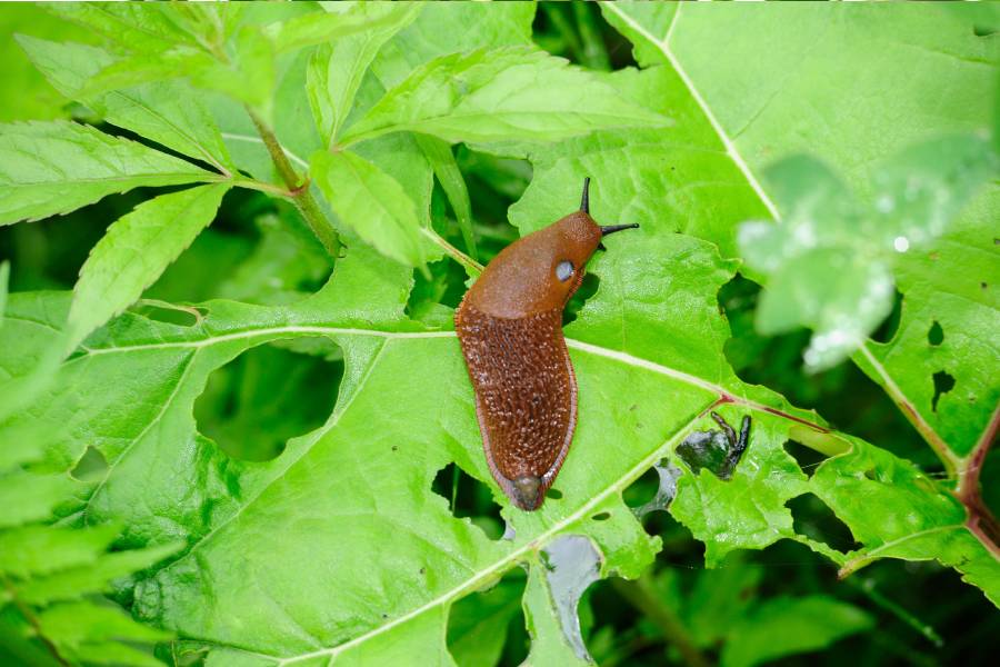 babosas