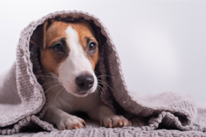 Embarazo psicológico en perros