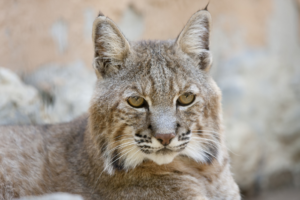 animalespeligroextincion