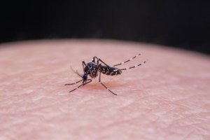 mosquitotigre