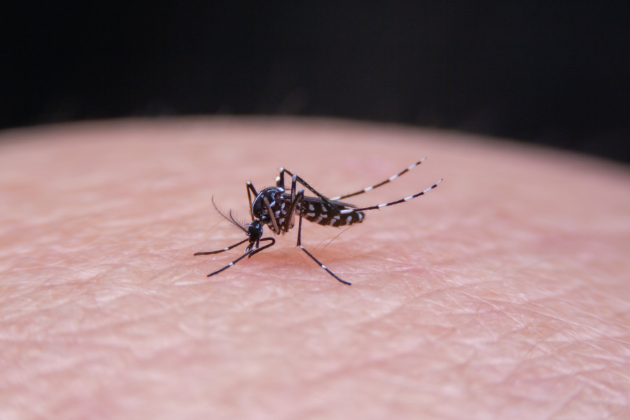 mosquitotigre