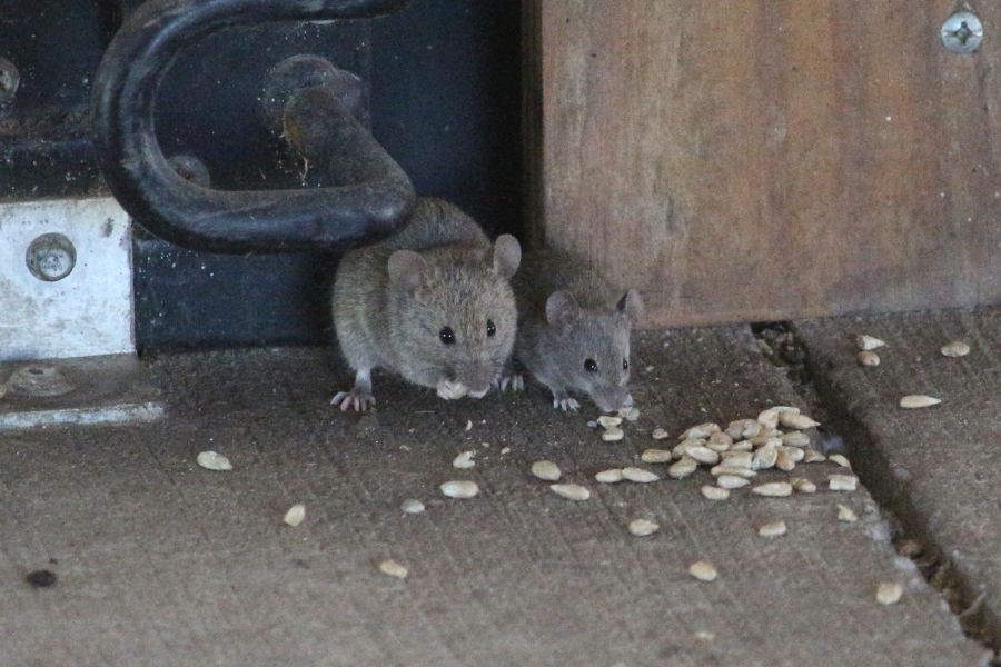 trampas ratones