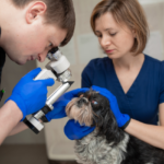 oftalmologo perros