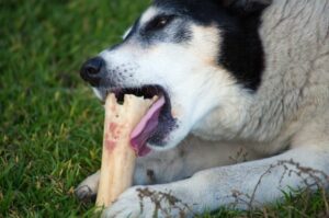 alimentos prohibidos para perros