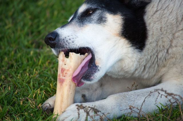 alimentos prohibidos para perros