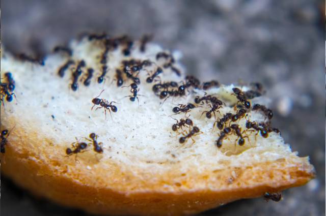 antihormigas