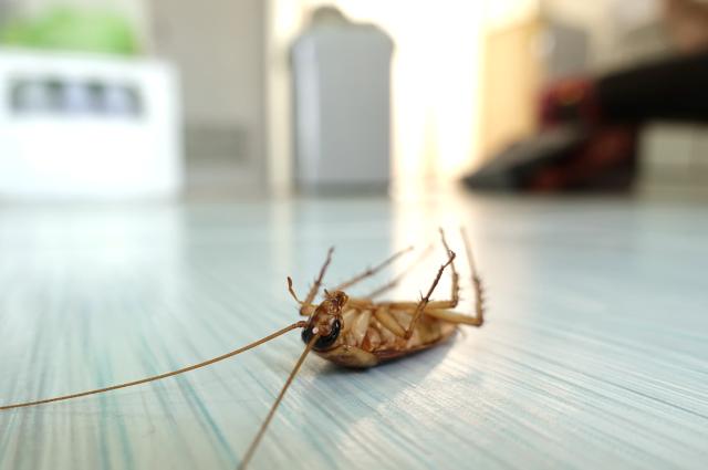cebo para cucarachas