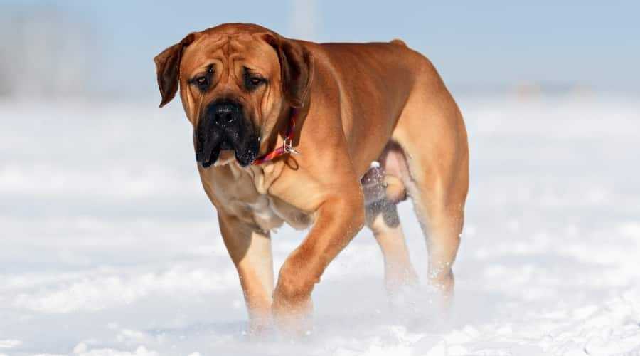boerboel africano