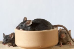 como eliminar ratones para siempre