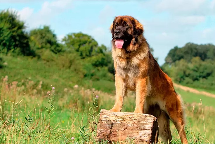 leonberger