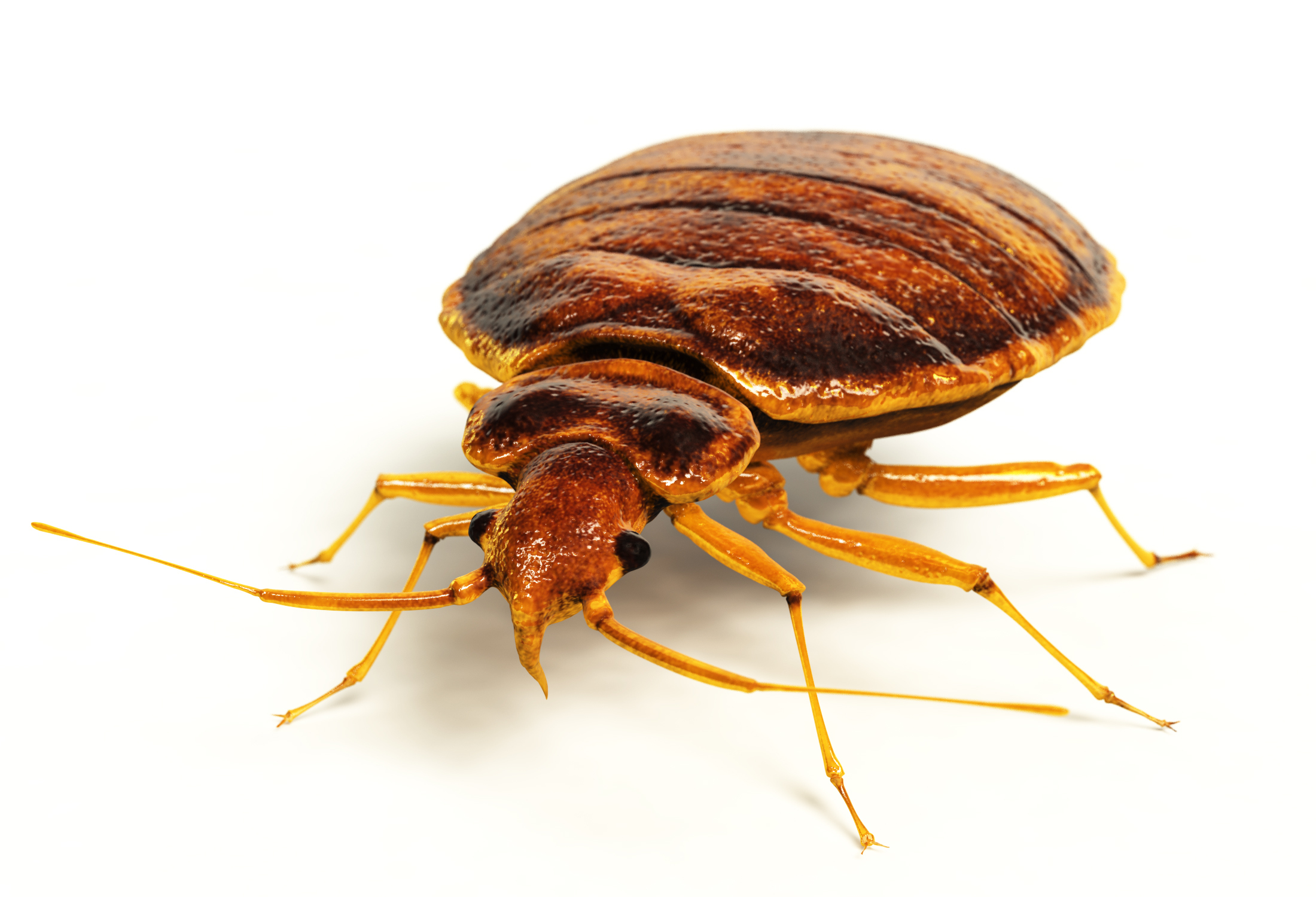 plaga de chinches en españa