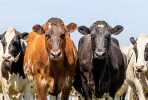 enfermedad hemorrágica epizoótica