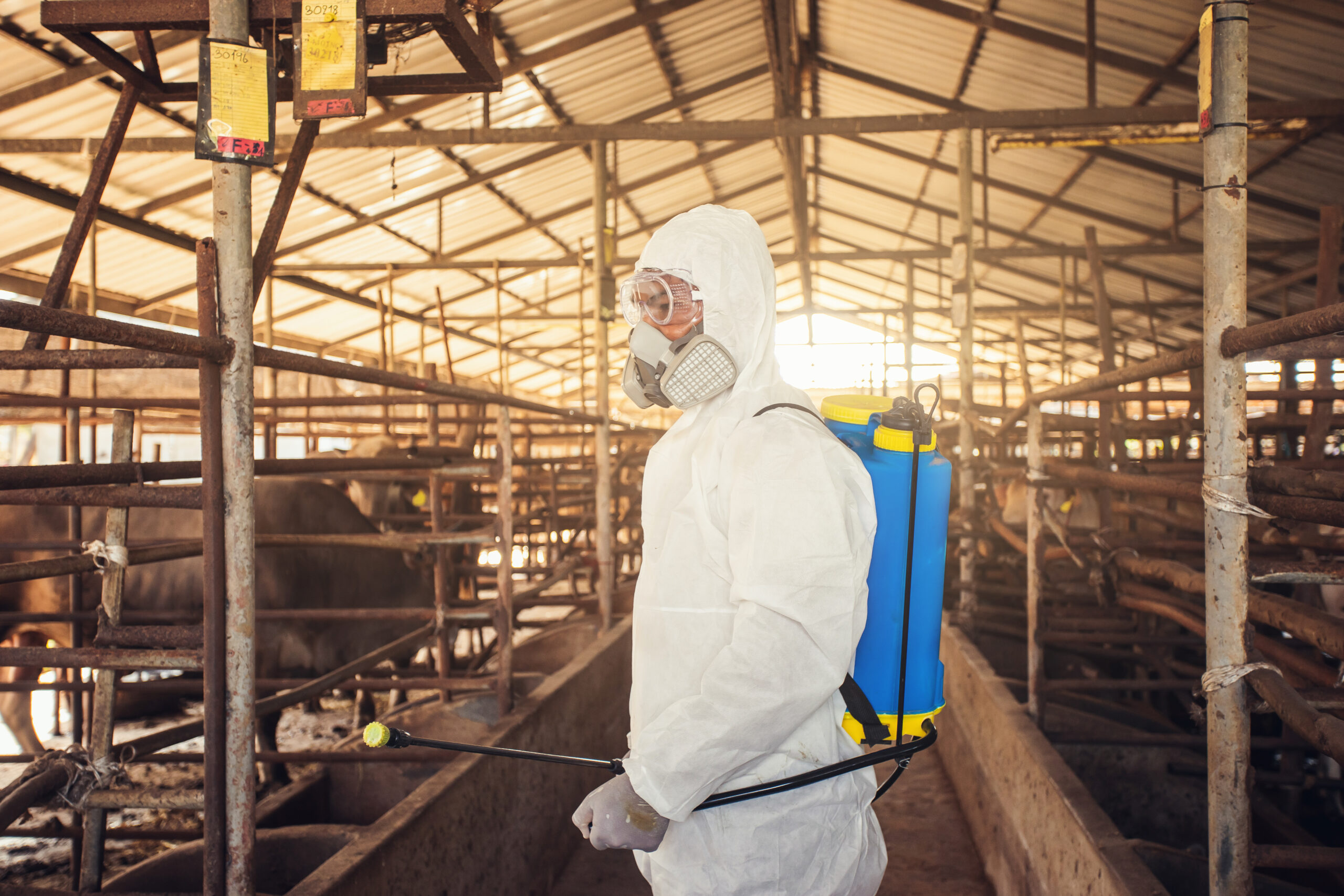 bioseguridad en el ganado bovino