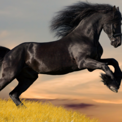 razas de caballo
