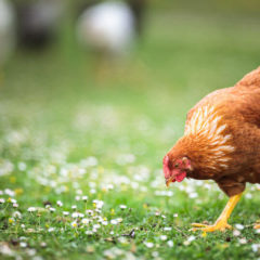 enfermedades de las gallinas